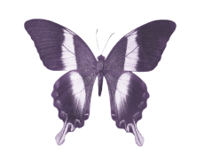Mariposa