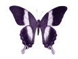 Butterfly Logo